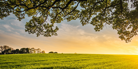 Agrisavings Highlight